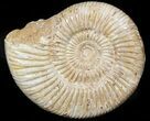 Perisphinctes Ammonite - Jurassic #45406-1
